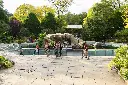 NYC-Seal-escapes-floods-09292341-c0588206d9704388a4efb75e70cffab8.webp