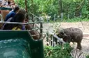 03-elephant-2020-01-17-bx02BTPRINT_WEBWEB.webp