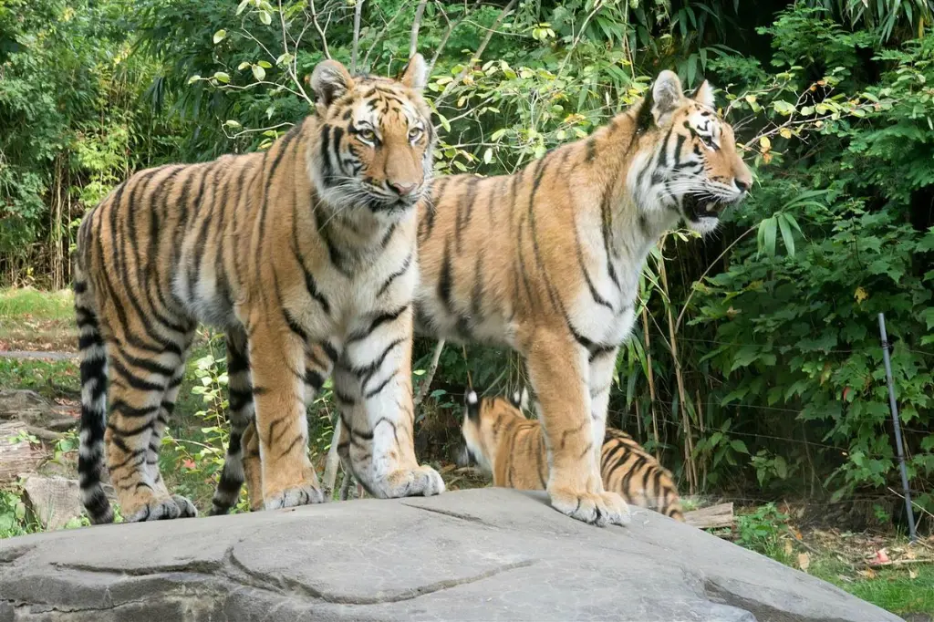 bronx-zoo.webp